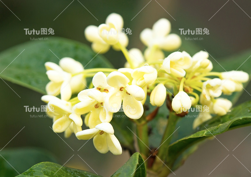桂花
