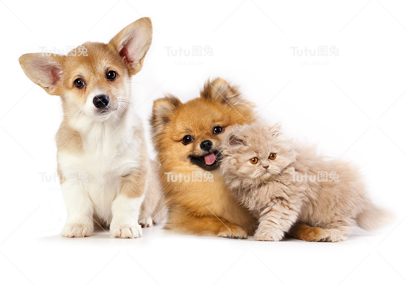小猫波斯猫和博美犬，彭布罗克