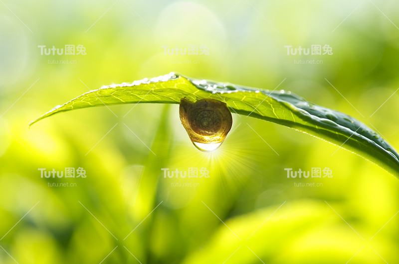 晨露