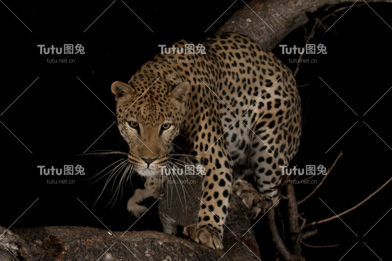 夜间树上的豹(Panthera pardus)