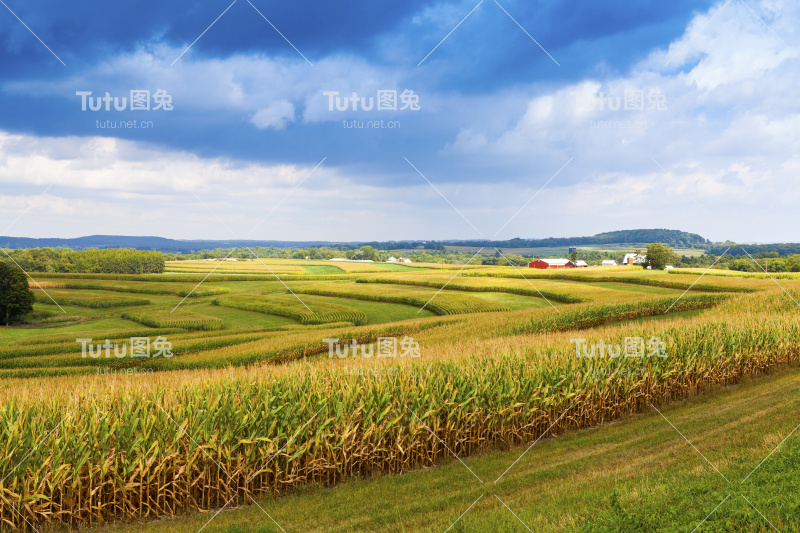 暴风雨的天空掠过美国乡村的玉米田
