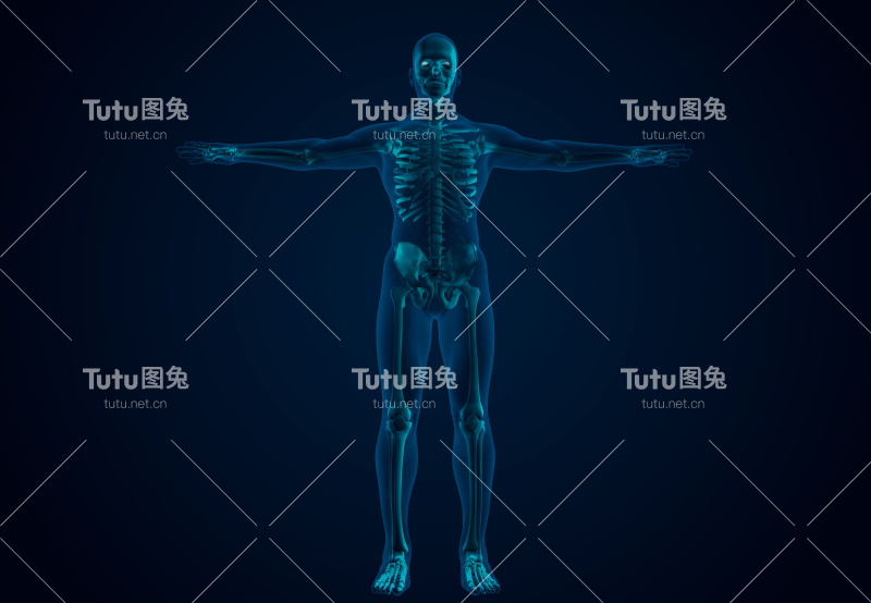 x射线人体骨骼系统