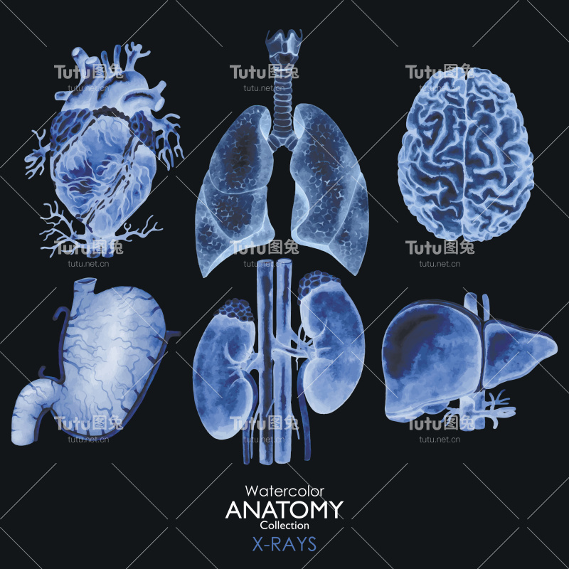 器官的水彩x光片