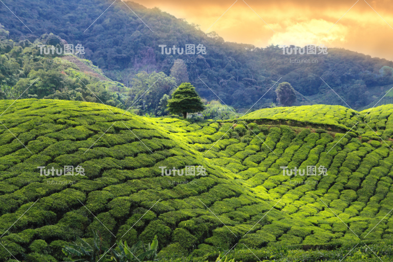 茶园日落