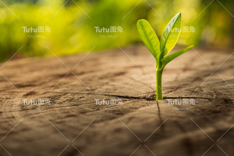 幼苗生长的新生命理念。业务发展。