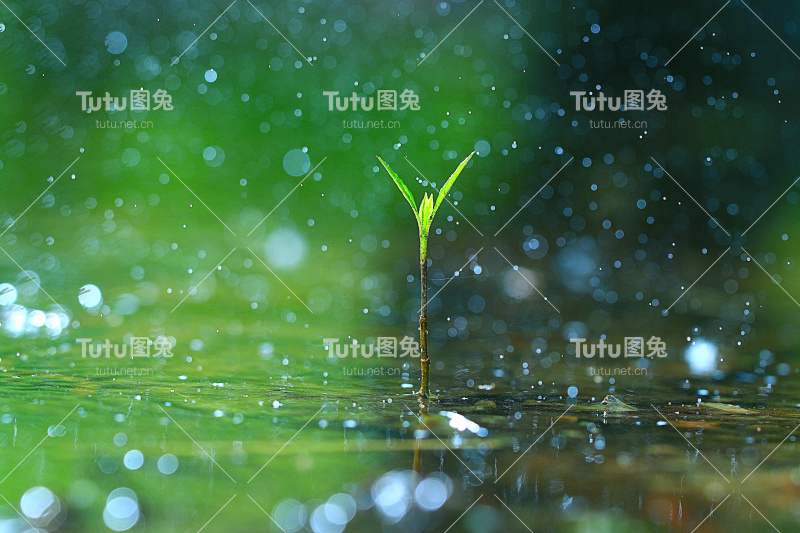 草露雨宏鲜绿生态