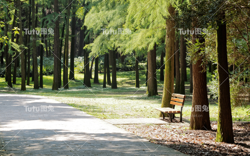 林中长凳，夏季或秋季景观。