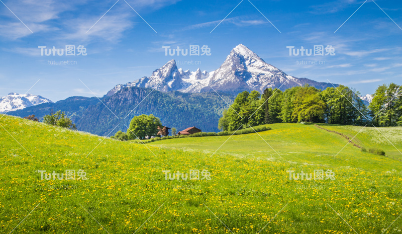 阿尔卑斯山的田园风光，绿草如茵，鲜花盛开