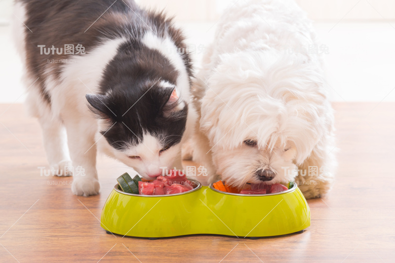 狗和猫吃着碗里的天然食物