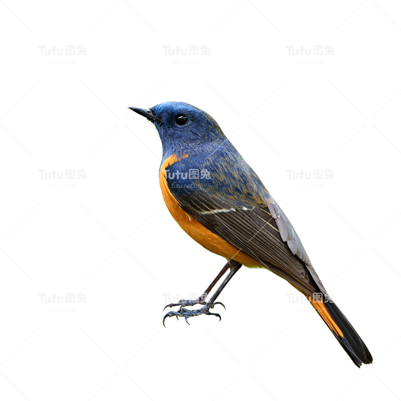 雄性红尾鸲(Phoenicurus frontalis)