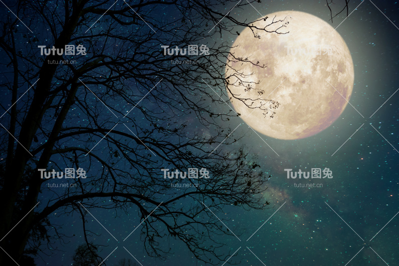 树fullmoon