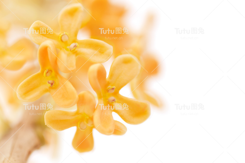 桔黄色的桂花