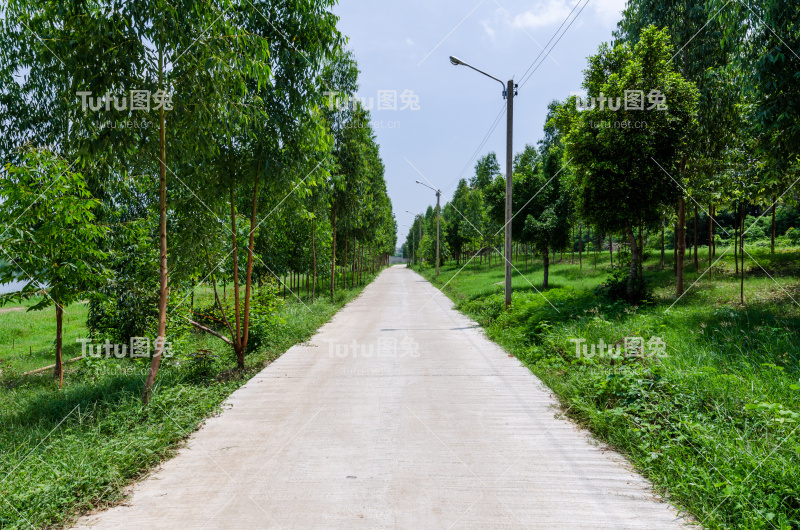 一组树排在街道路径旁。‏