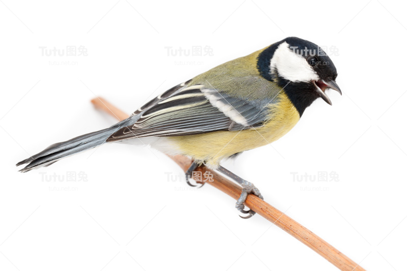大山雀(Parus major)孤立