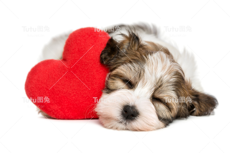 情人哈瓦那小狗梦想与一颗红色的心