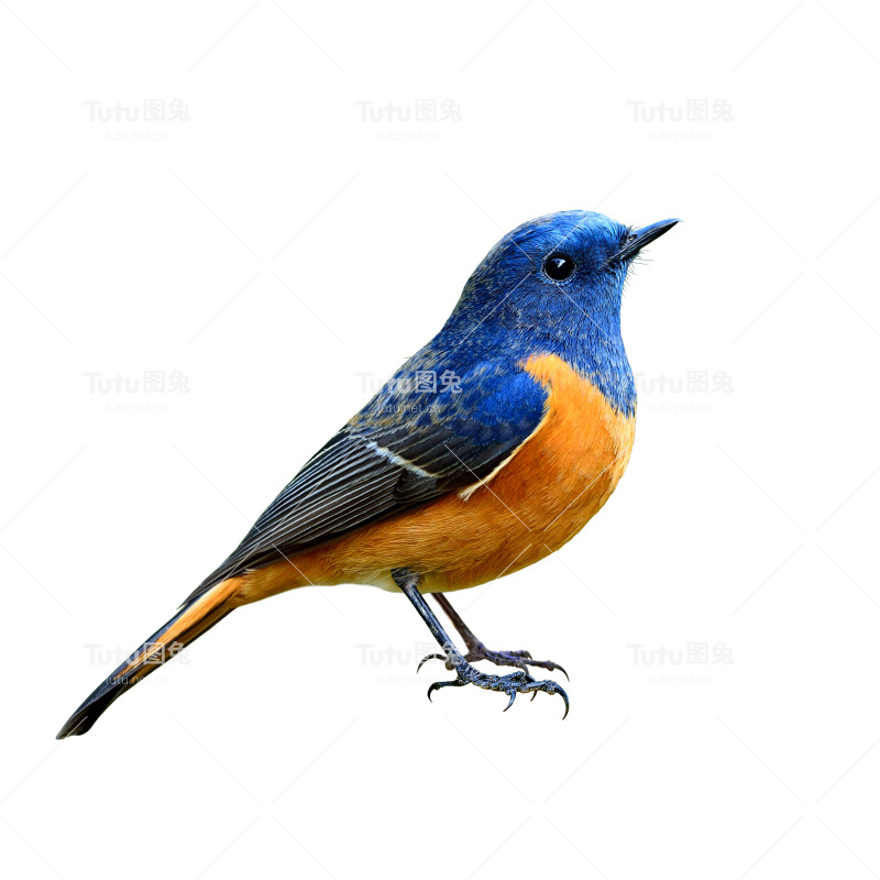 蓝额红雀(Phoenicurus frontalis)是美丽的蓝色