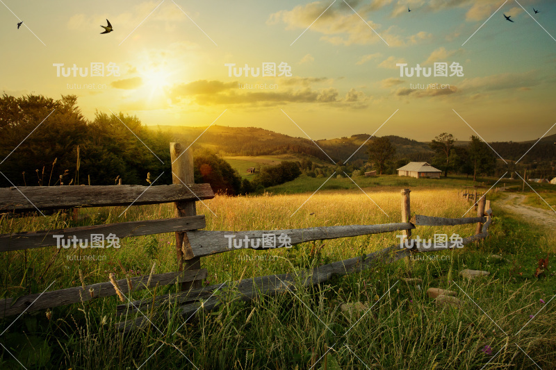 农村景观艺术。场和草