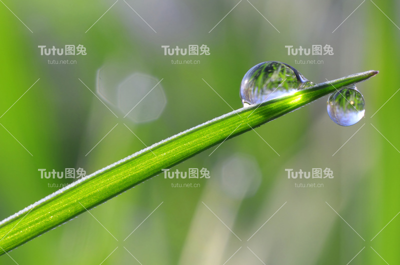 露水