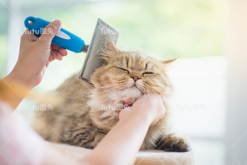 女人用梳子刷波斯猫