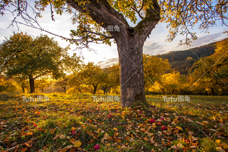 秋兰草地在秋日的夕阳下
