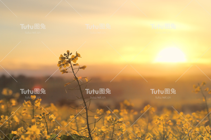 日出金黄的油菜