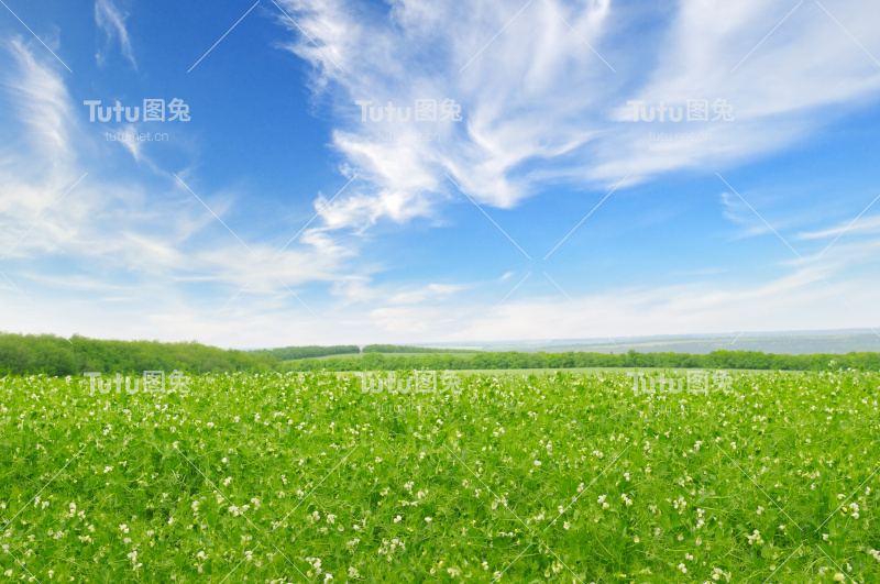 绿色的田野和蓝色的天空