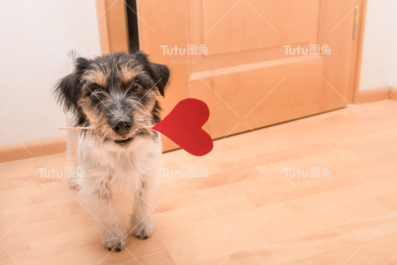 浪漫的狗-杰克罗素梗