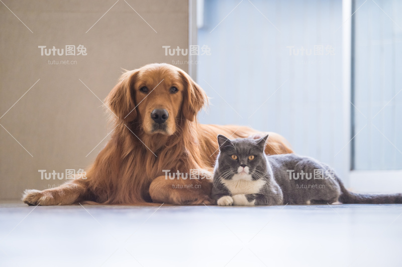 金毛猎犬和英国短毛犬