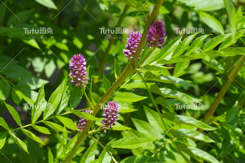 草本植物甘草