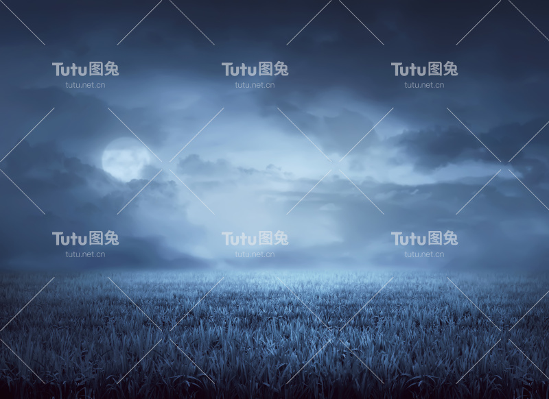 夜间草地被雾笼罩着
