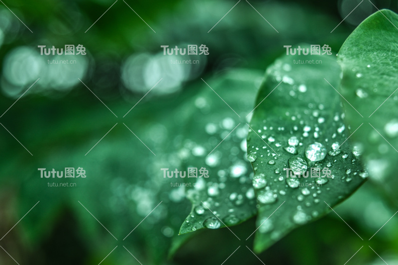 新鲜的绿草与露珠特写。自然背景