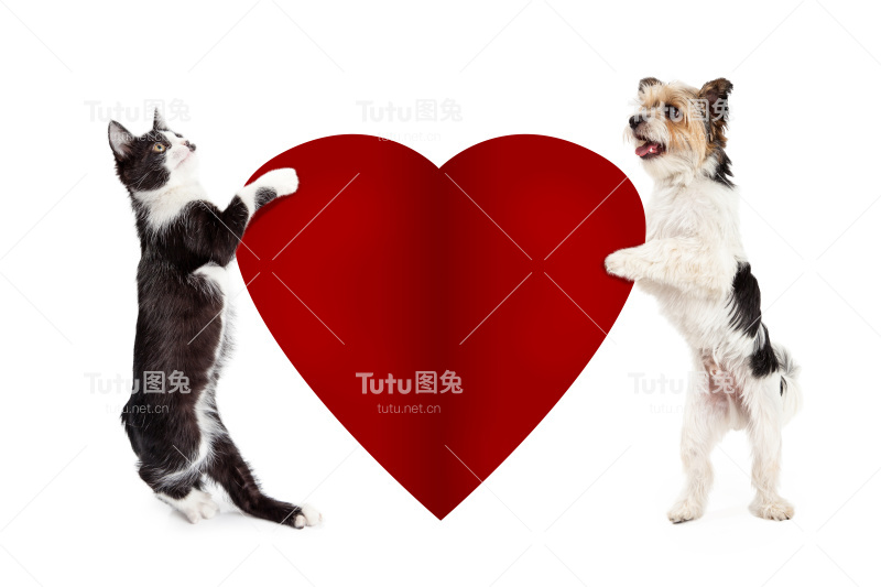 猫和狗抱着空白的情人心