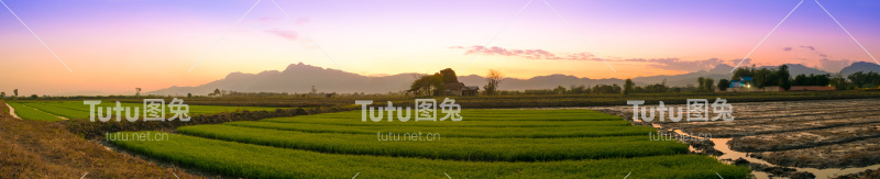 全景黄昏时分的玉米地。