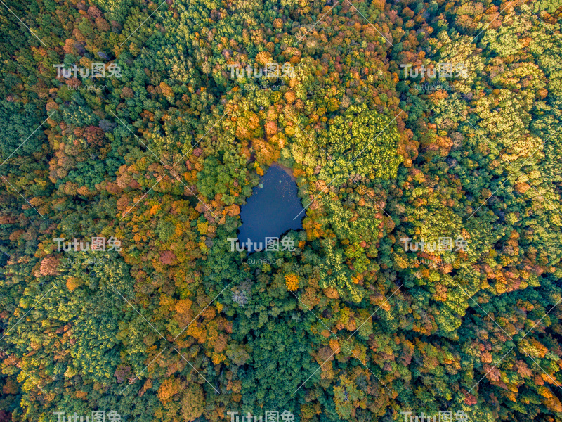 空中俯视图。秋天的风景。野生森林湖。