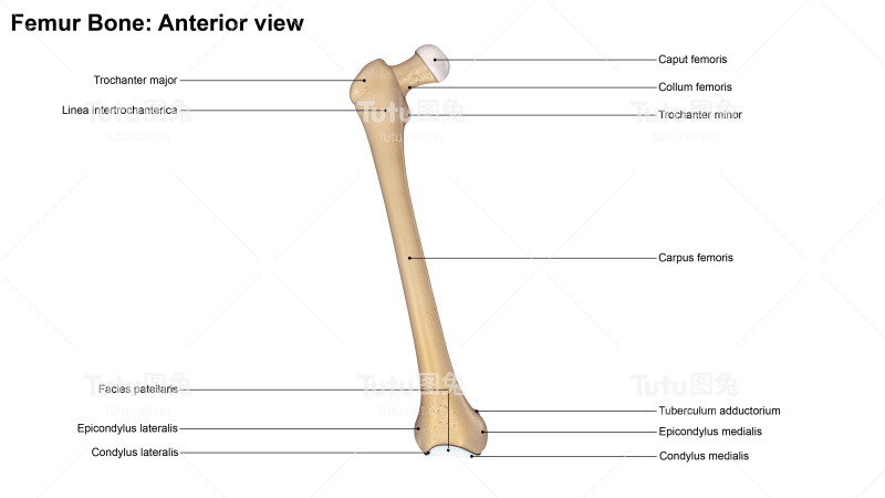 股骨前视图