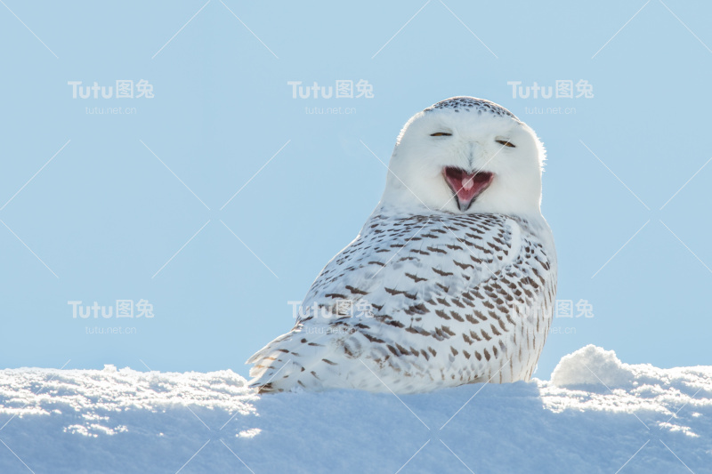 雪鸮-打哈欠/在雪中微笑