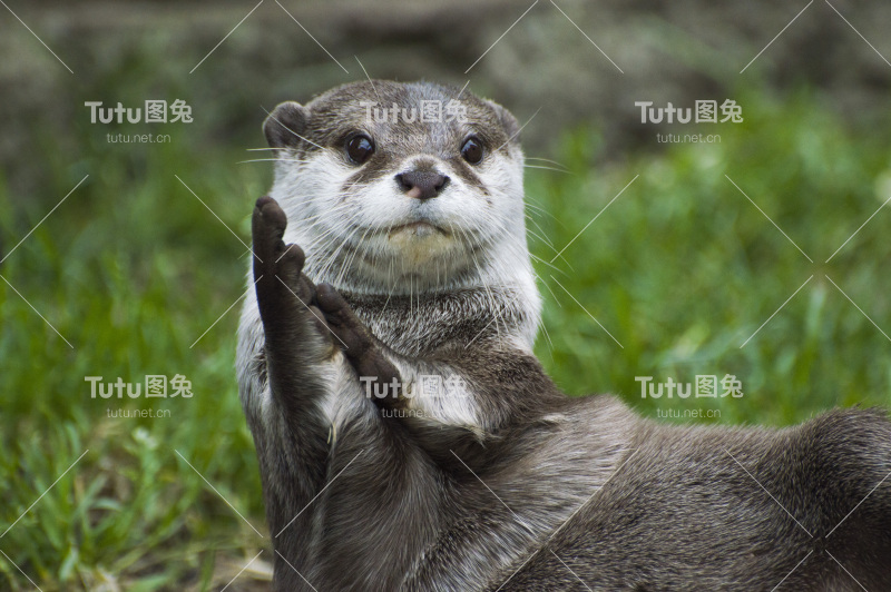 水獭鼓掌