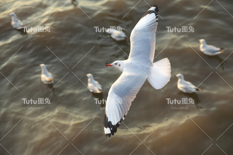 在泰国飞行的海鸥