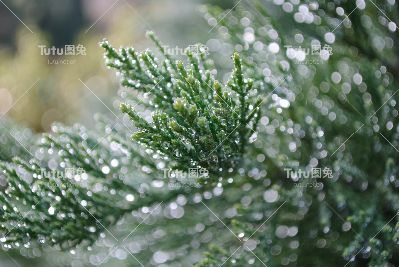 雨滴落在针叶树的树枝上
