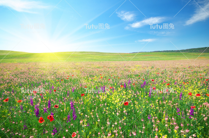 春花满地