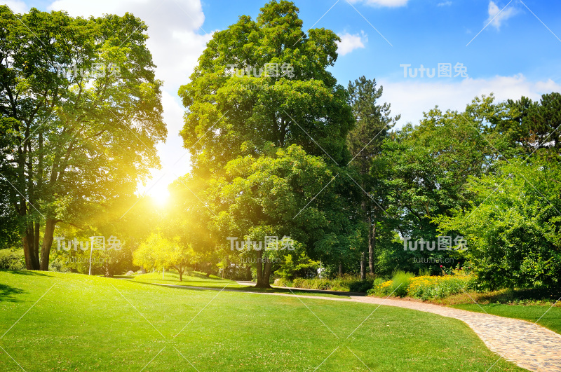 有绿色草坪的夏季公园