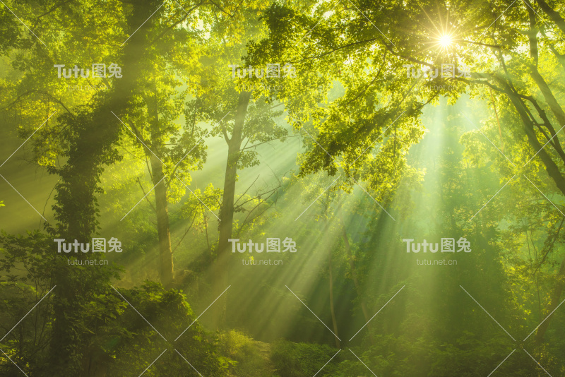 阳光和绿色的森林