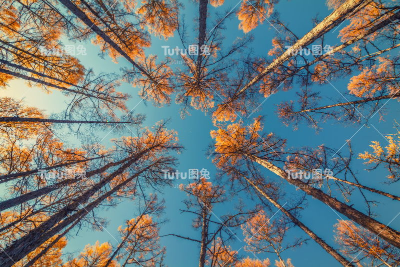 仰望着树木和湛蓝的天空