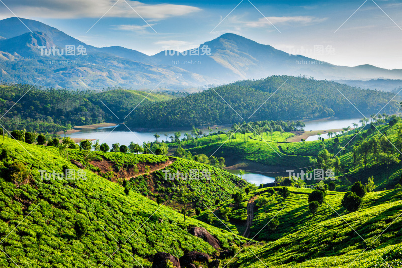 茶园和山上的河流。喀拉拉邦,印度