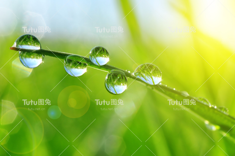 新鲜的草和露珠