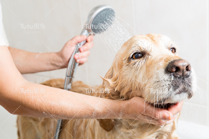 洗澡的狗金毛猎犬