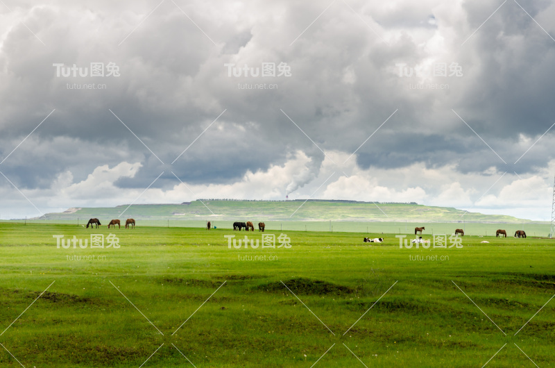 草原上的马，中国