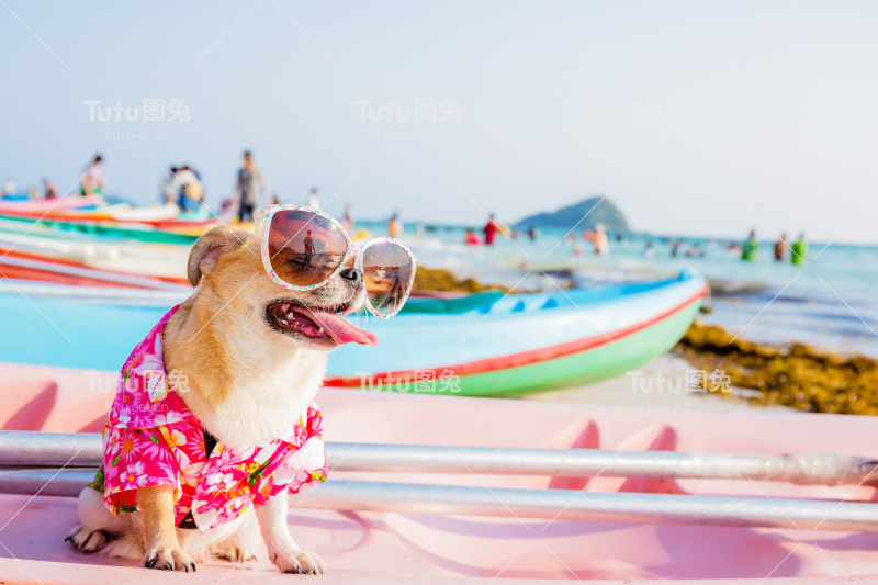 海滩上的狗