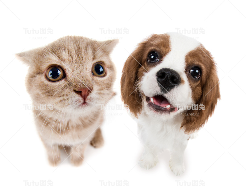小猫