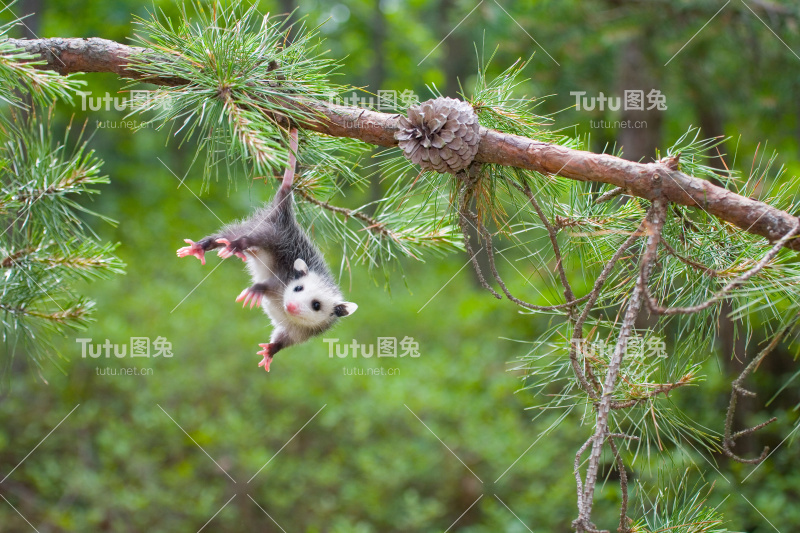 小负鼠，松树荒地，新泽西州